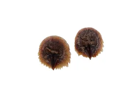Water Buffalo Horn Carved Eagle Heads - Messenger of the Gods